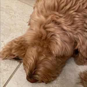 Meet your Posher, Jason